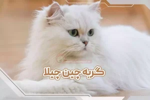 گربه چین چیلا