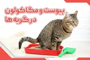 یبوست و مگاکولون در گربه ها