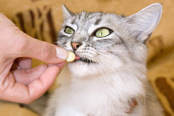 بهترین مولتی ویتامین برای گربه