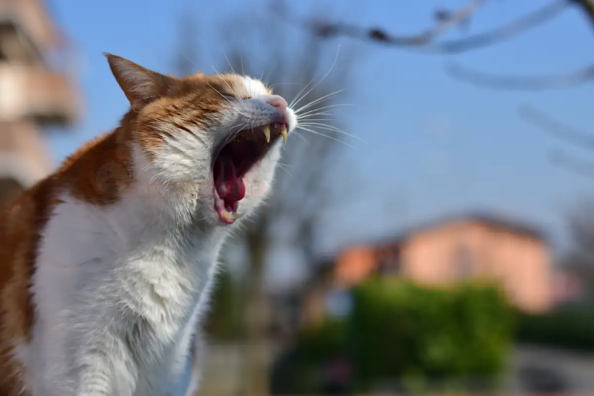 آیا گربه ها پرخاشگرند؟