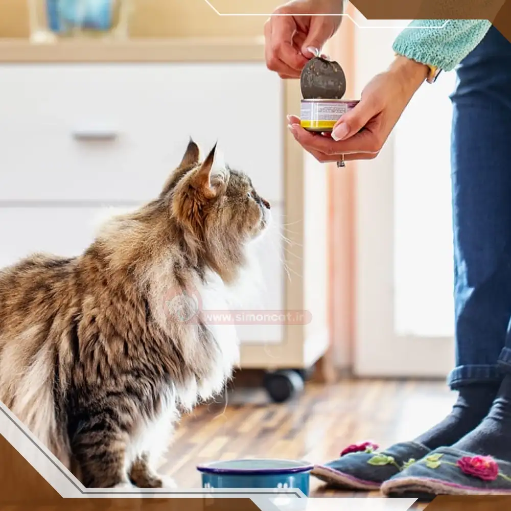 بهترین غذای خانگی برای گربه چیست؟