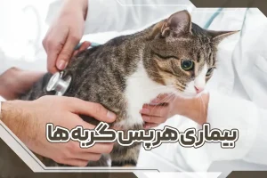 بیماری هرپس گربه