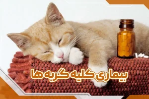 بیماری کلیه در گربه ها