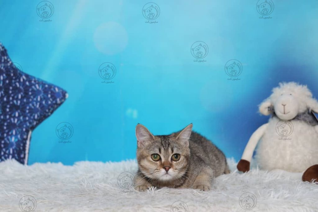 بیماری کم خونی در گربه