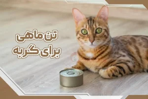 تن ماهی برای گربه