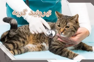 تیروئید گربه