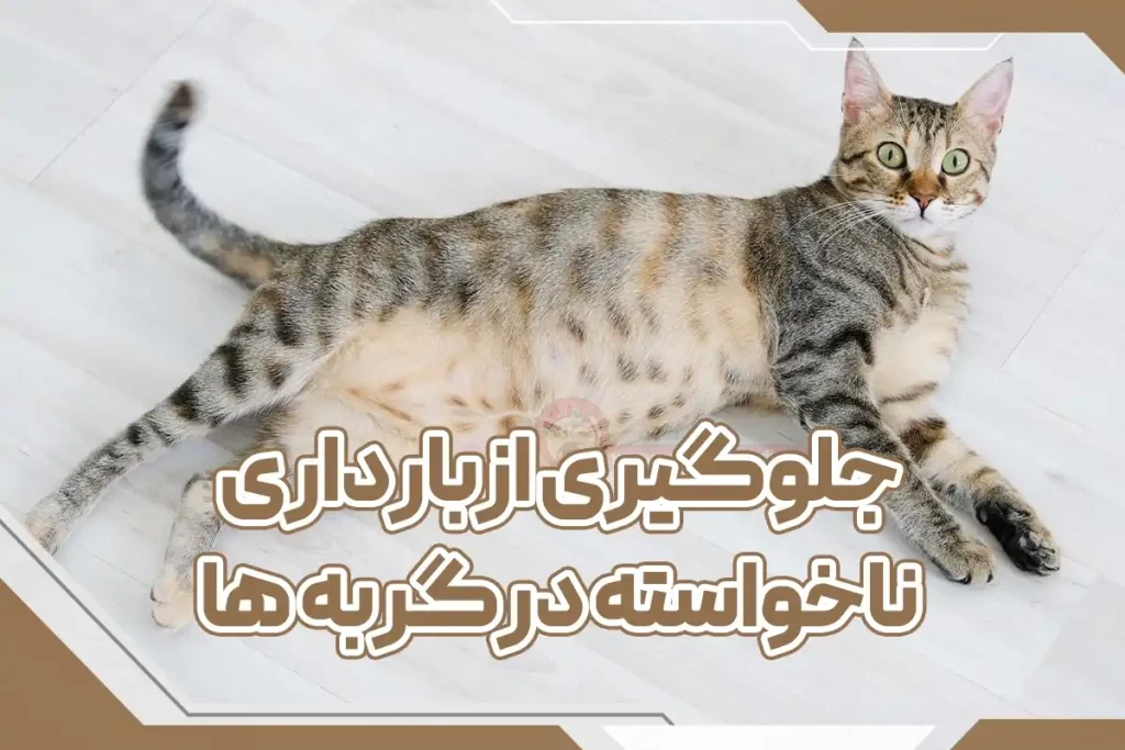 جلوگیری از بارداری ناخواسته در گربه ها