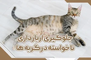 جلوگیری از بارداری ناخواسته در گربه ها