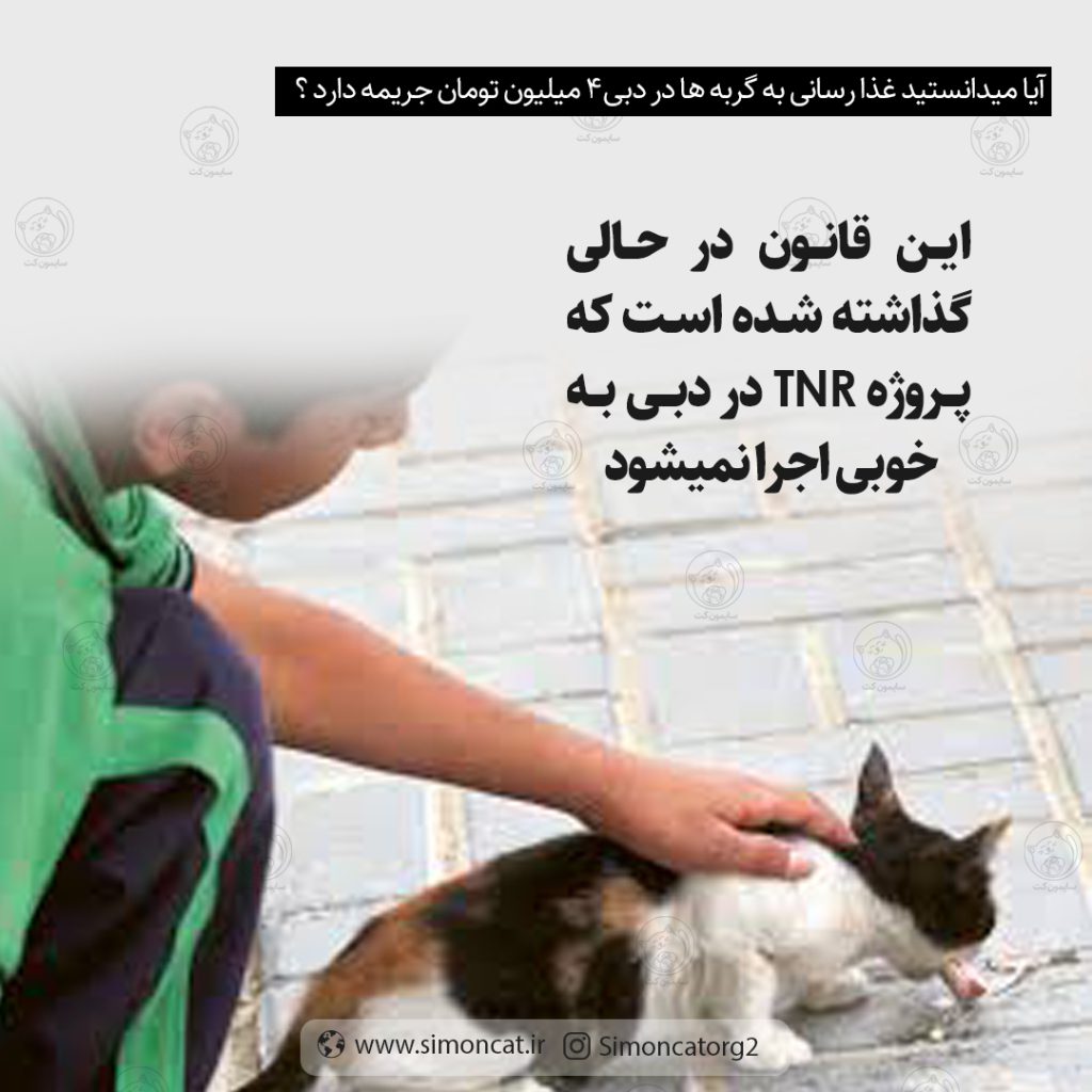 حیوانات سرگردان در دبی