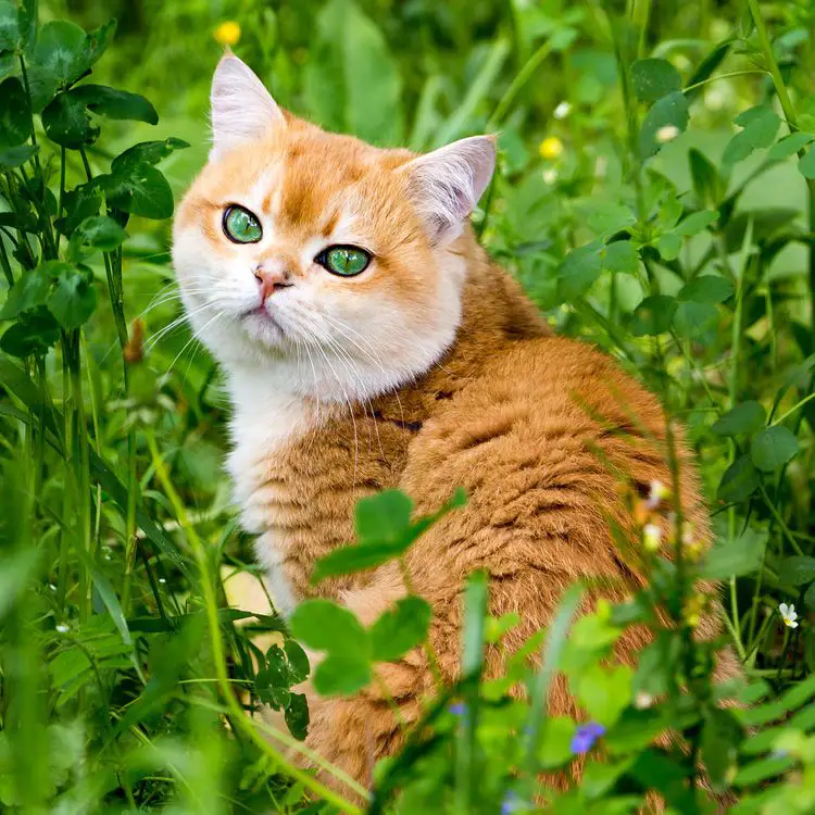 خرید گربه بریتانیایی مو کوتاه