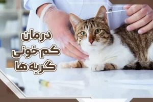 درمان کم خونی گربه