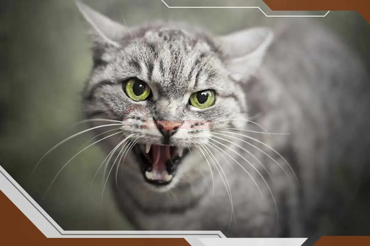 دلایل رایج پرخاشگری گربه