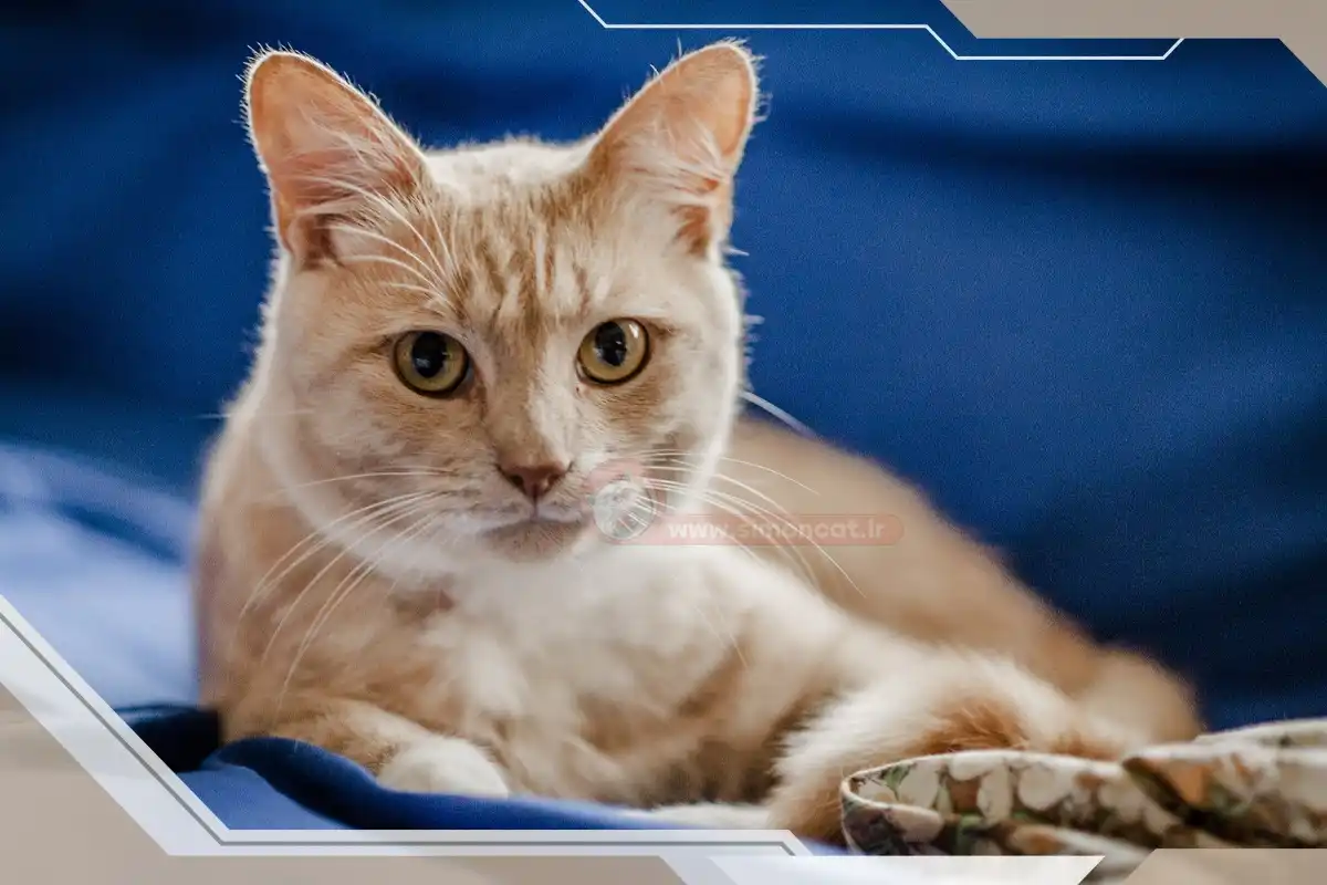 دلیل خرخر کردن گربه