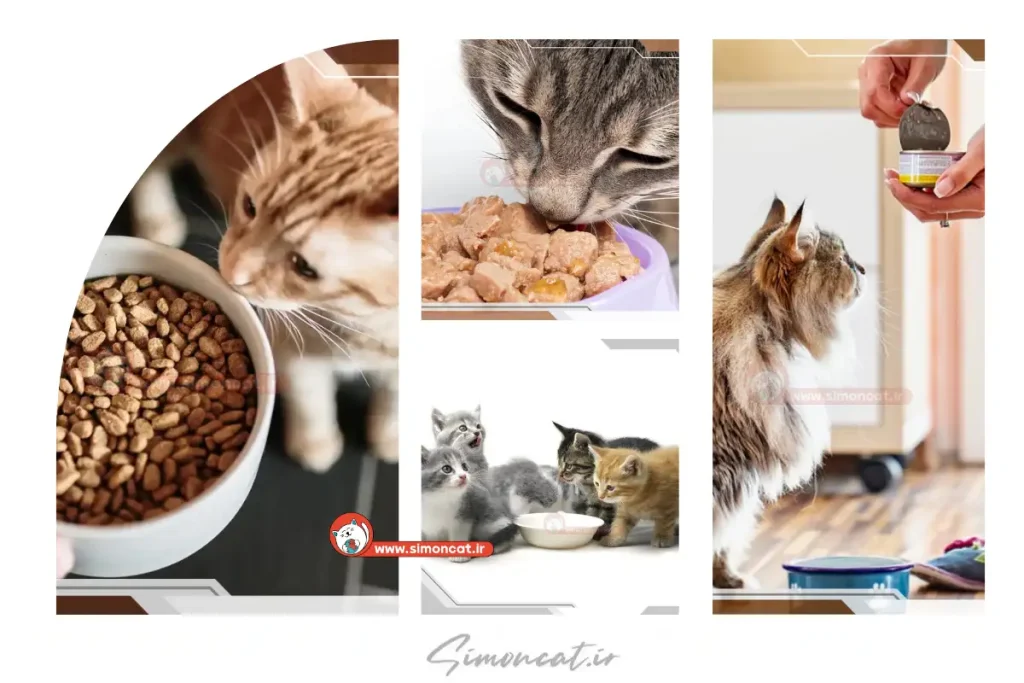 راهنمای خرید غذای گربه