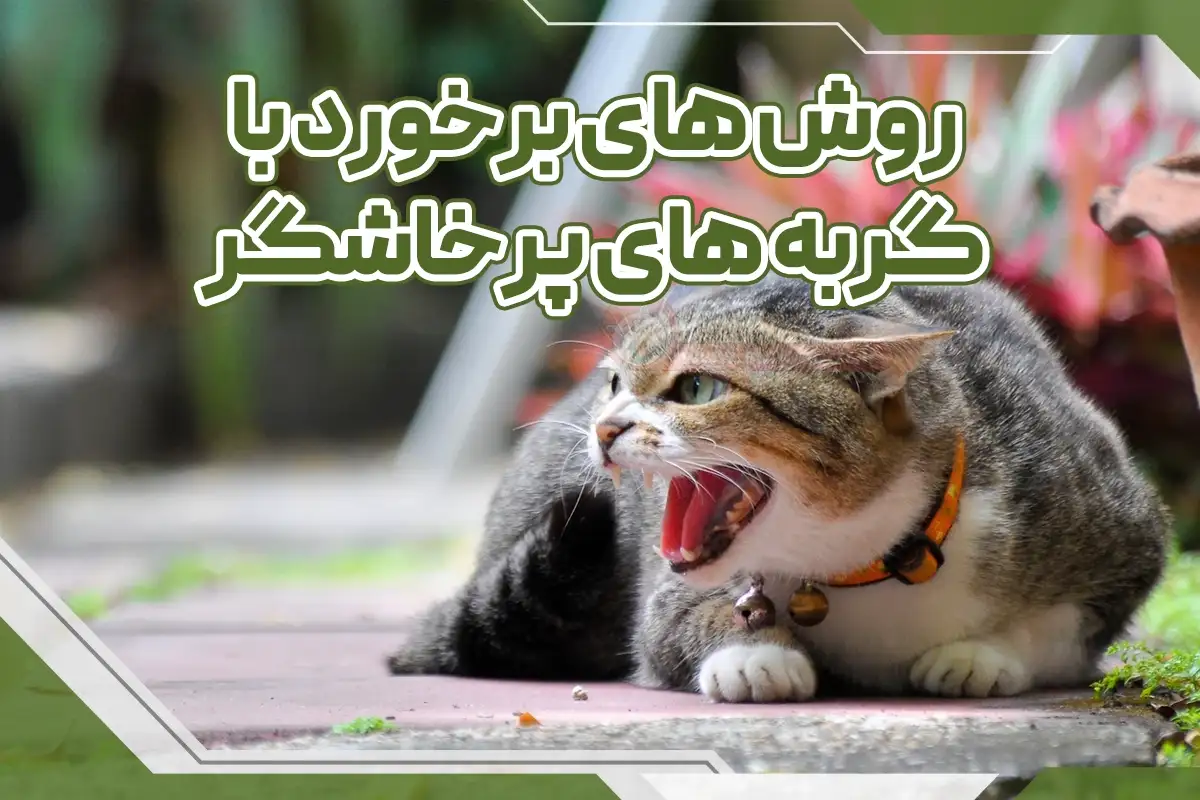 رفتار با گربه پرخاشگر