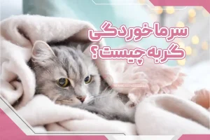 سرماخوردگی گربه چیست