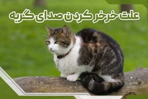 علت خر خر کردن صدای گربه