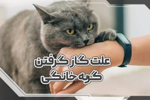 علت گاز گرفتن گربه خانگی