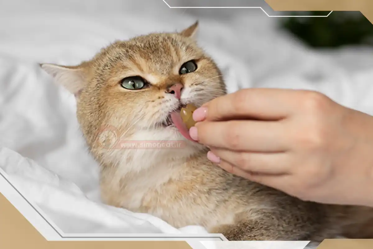 غذا دادن به گربه بیمار