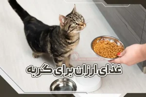 غذای ارزان برای گربه