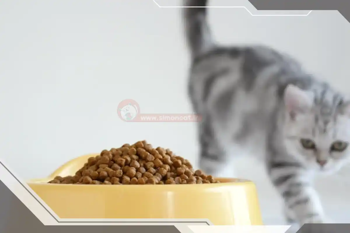 غذای خشک گربه