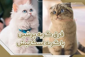فرق گربه پرشین با اسکاتیش