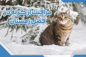 مراقبت از گربه در فصل زمستان