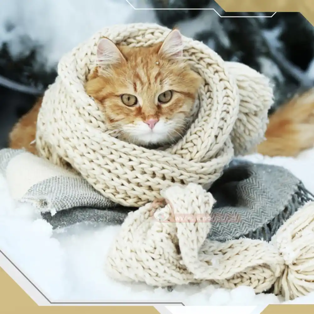 مراقبت از گربه در فصل سرما