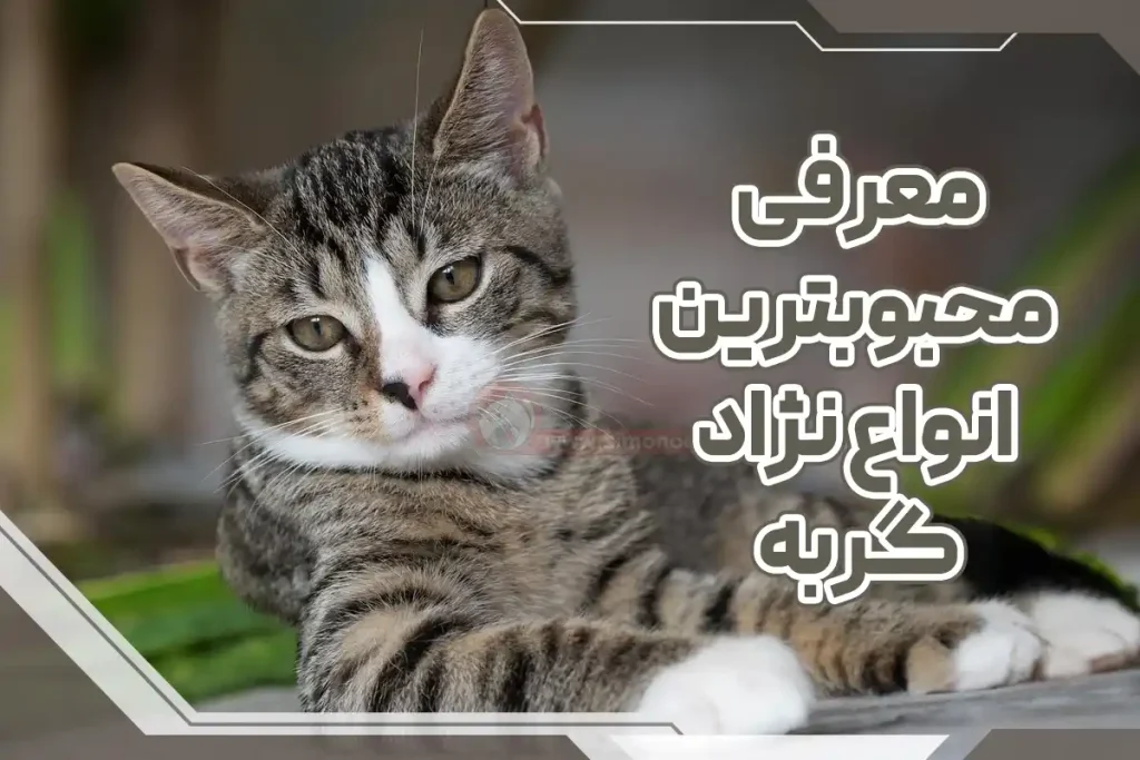 معرفی محبوب ترین انواع نژاد گربه