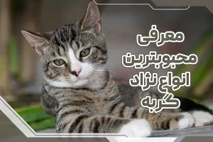 معرفی محبوب ترین انواع نژاد گربه