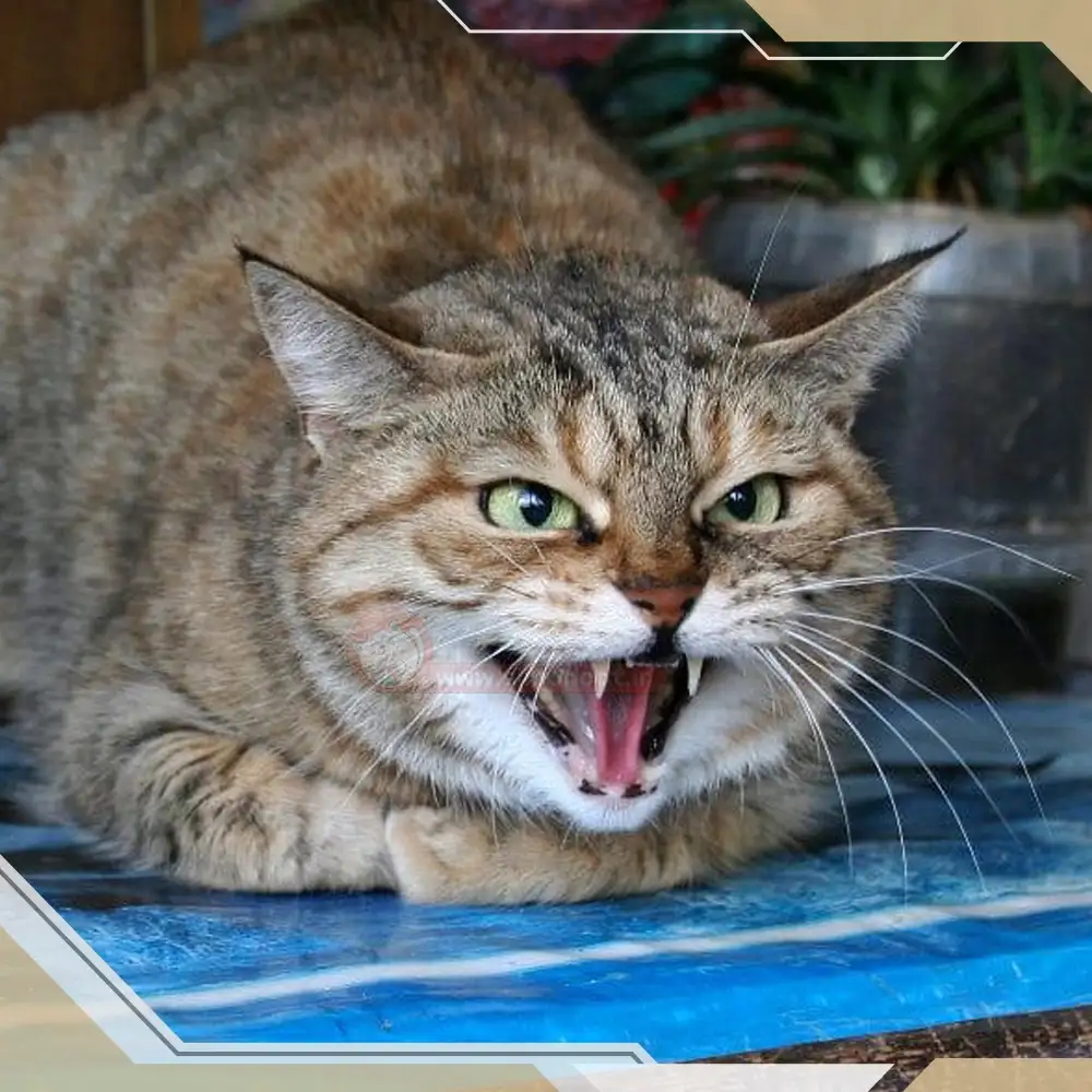 نحوه برخورد با گربه پرخاشگر