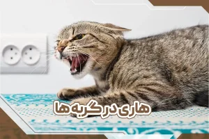 هاری در گربه ها