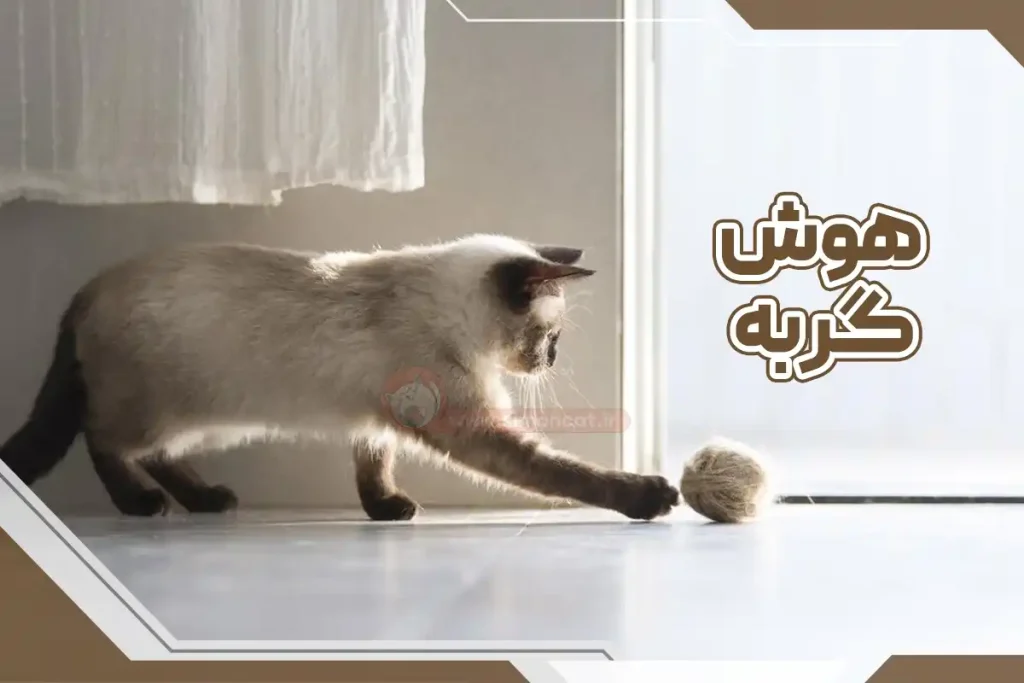 هوش گربه