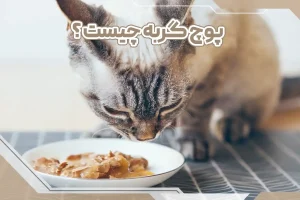 پوچ گربه چیست؟