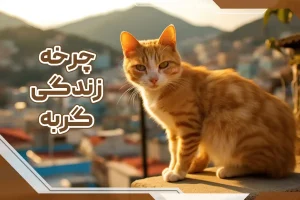چرخه زندگی گربه ها