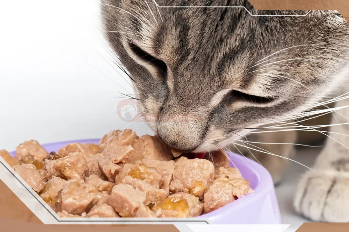 چقدر غذای خشک به گربه بدهیم؟