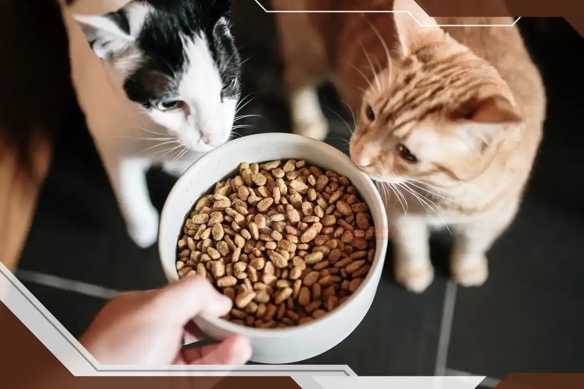 چه غذاهایی نباید به گربه دهیم؟