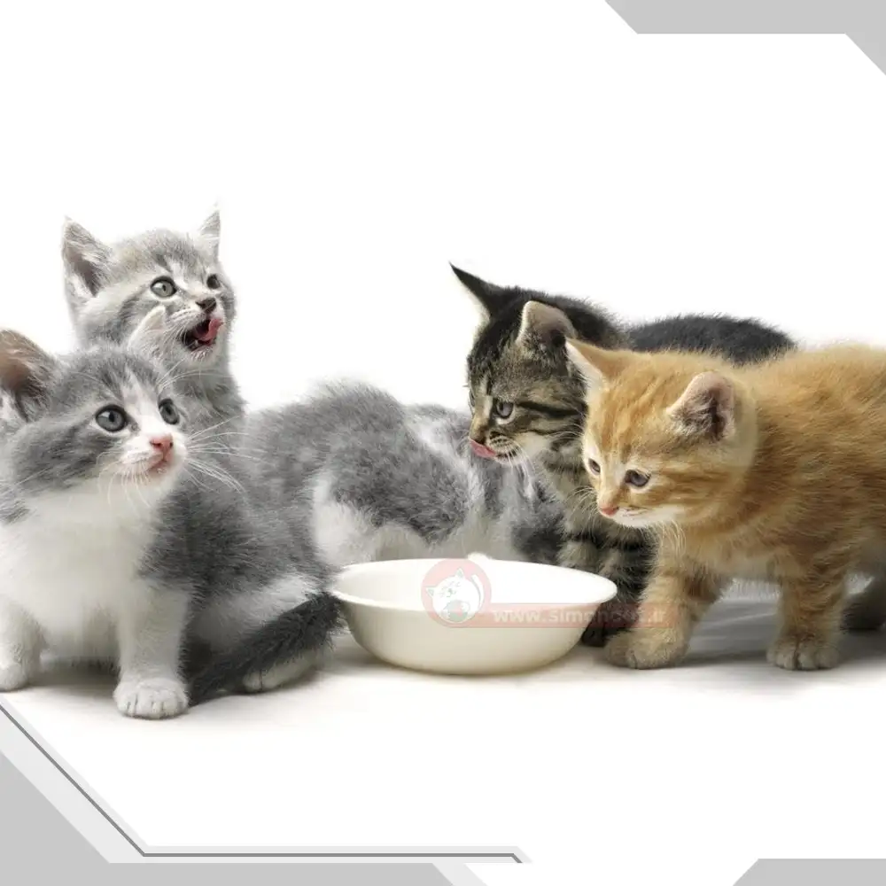 چه غذایی برای گربه مناسب است؟