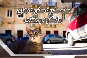 کمک به گربه های ولگرد وحشی