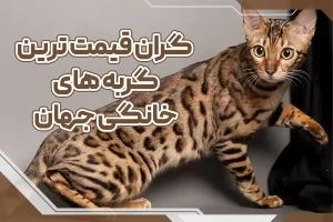 گران قیمت ترین گربه های خانگی جهان