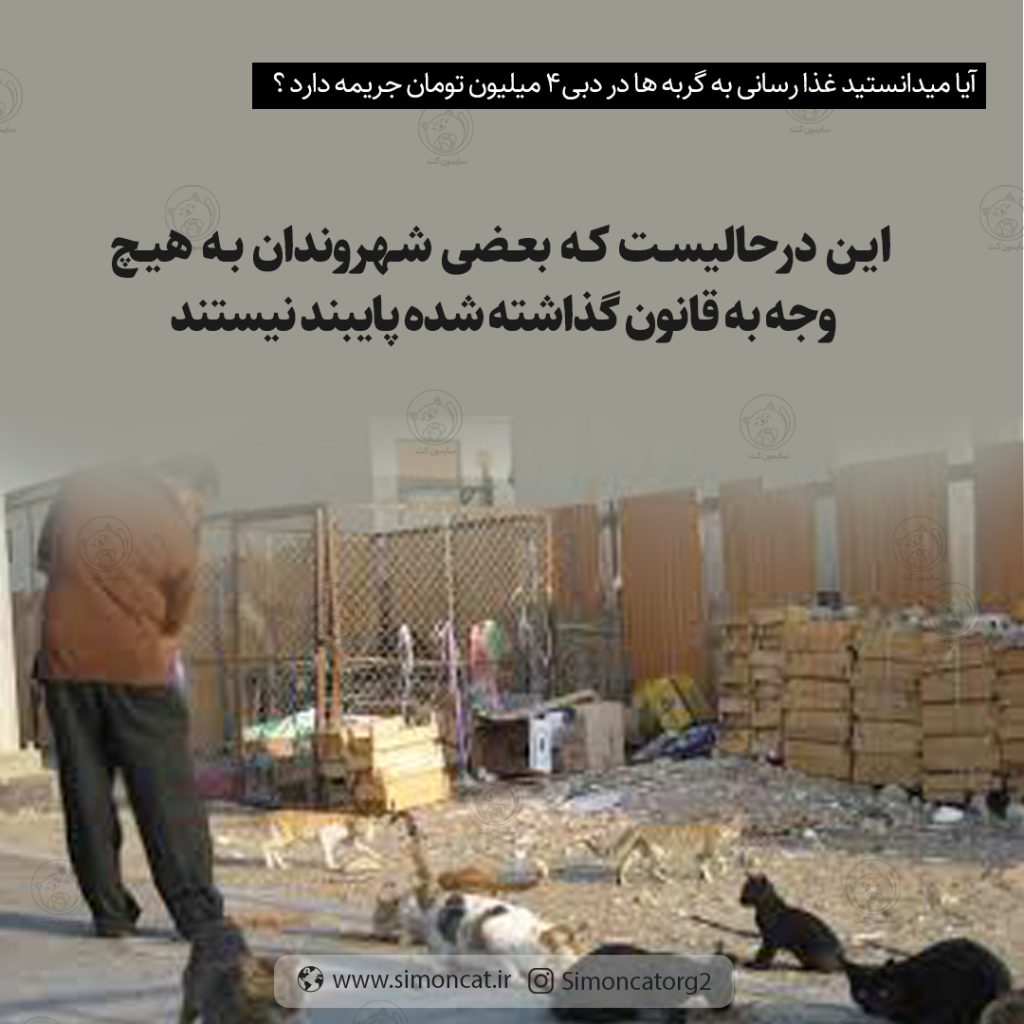 غذارسانی به گربه