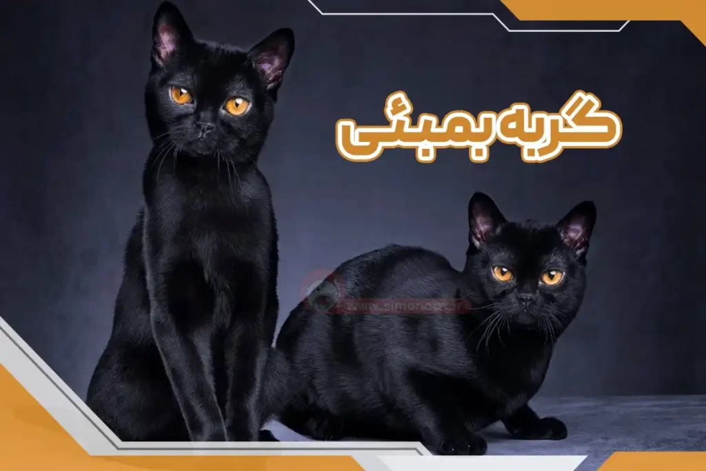 گربه بمبئی