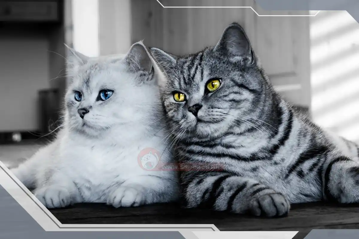 گربه خوشگل