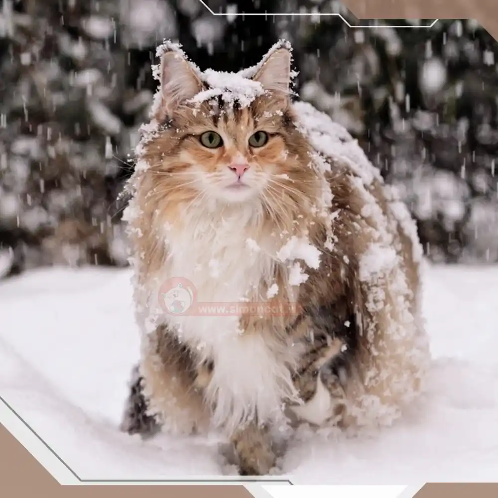 گربه در برف