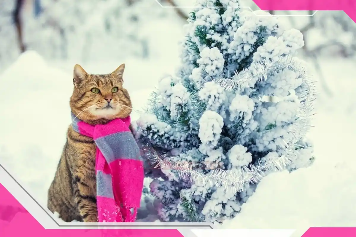 گربه در زمستان