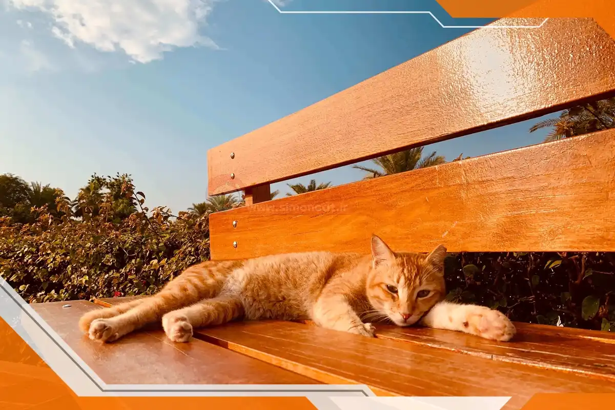 گربه روی نیمکت