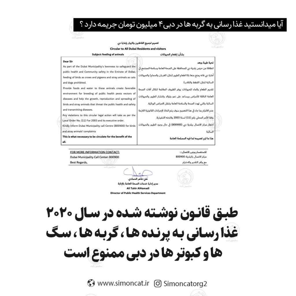 گربه ها در دبی