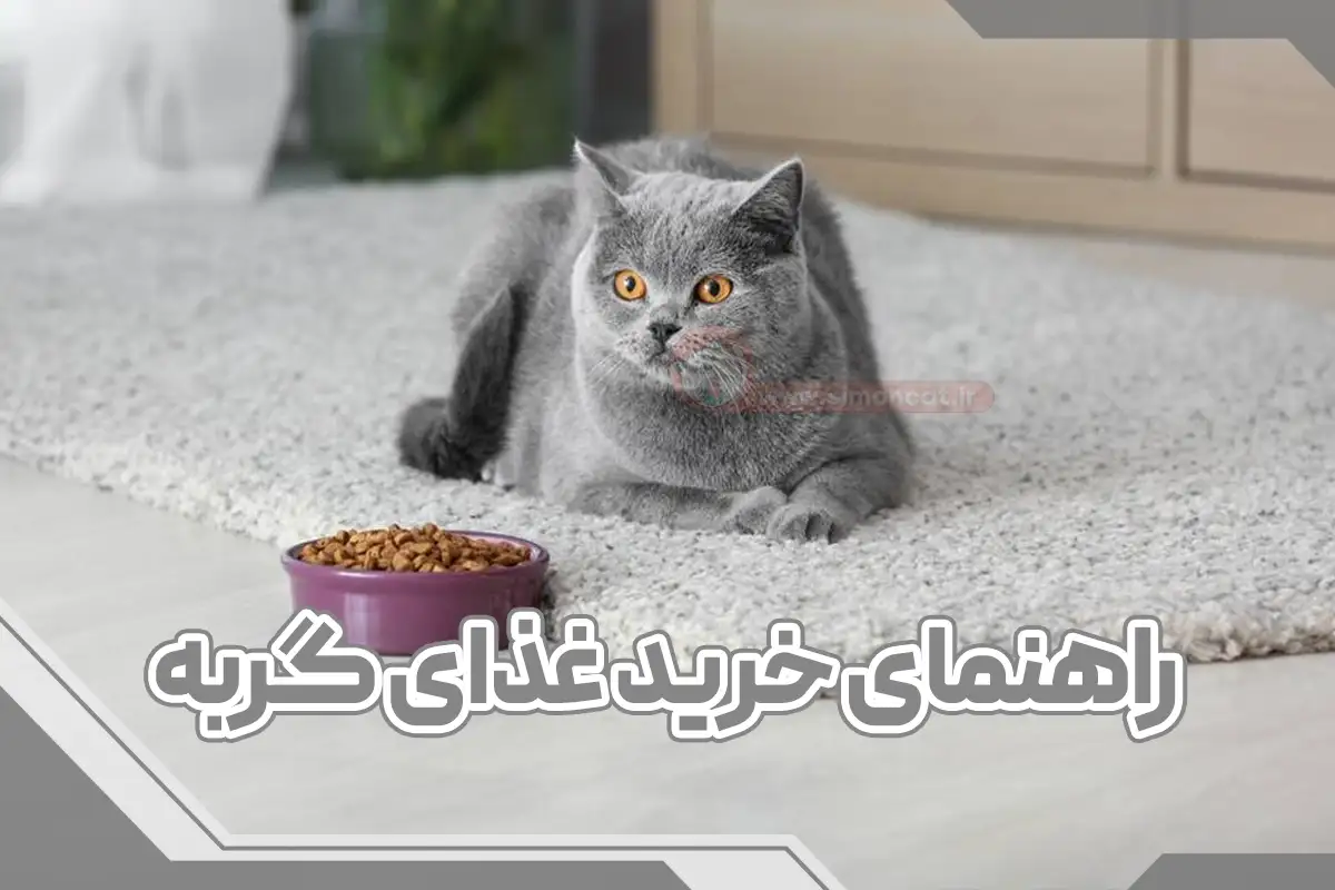 گربه ها چه غذایی می‌خورند؟