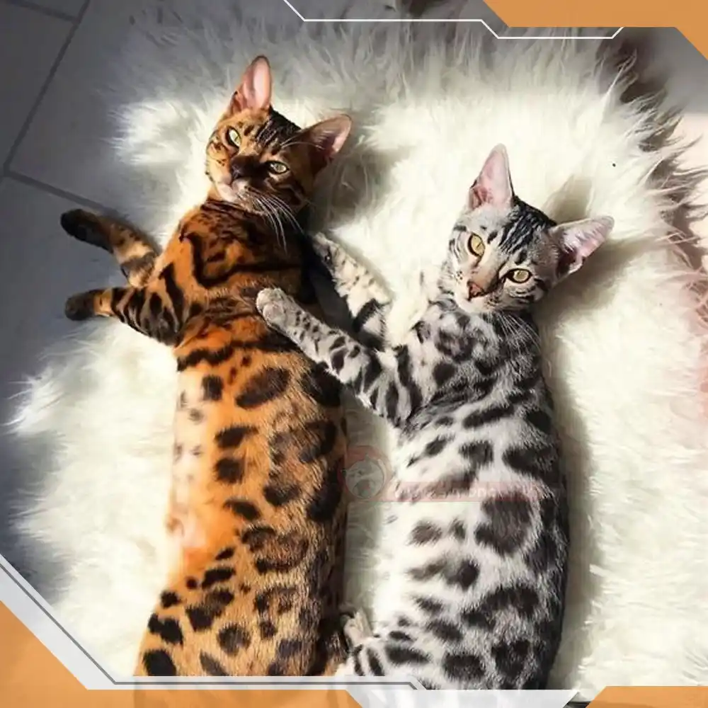 گربه های با اصالت و گران
