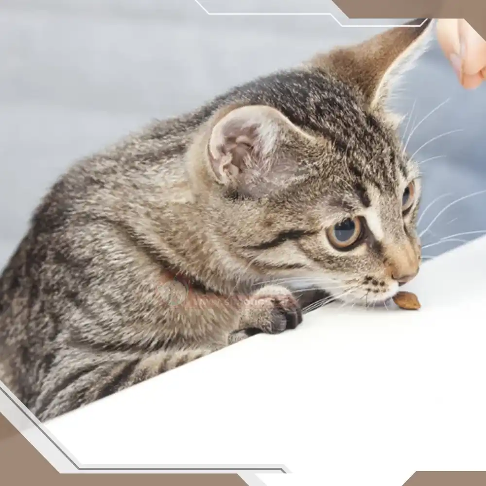 گربه و صداهای عجیب